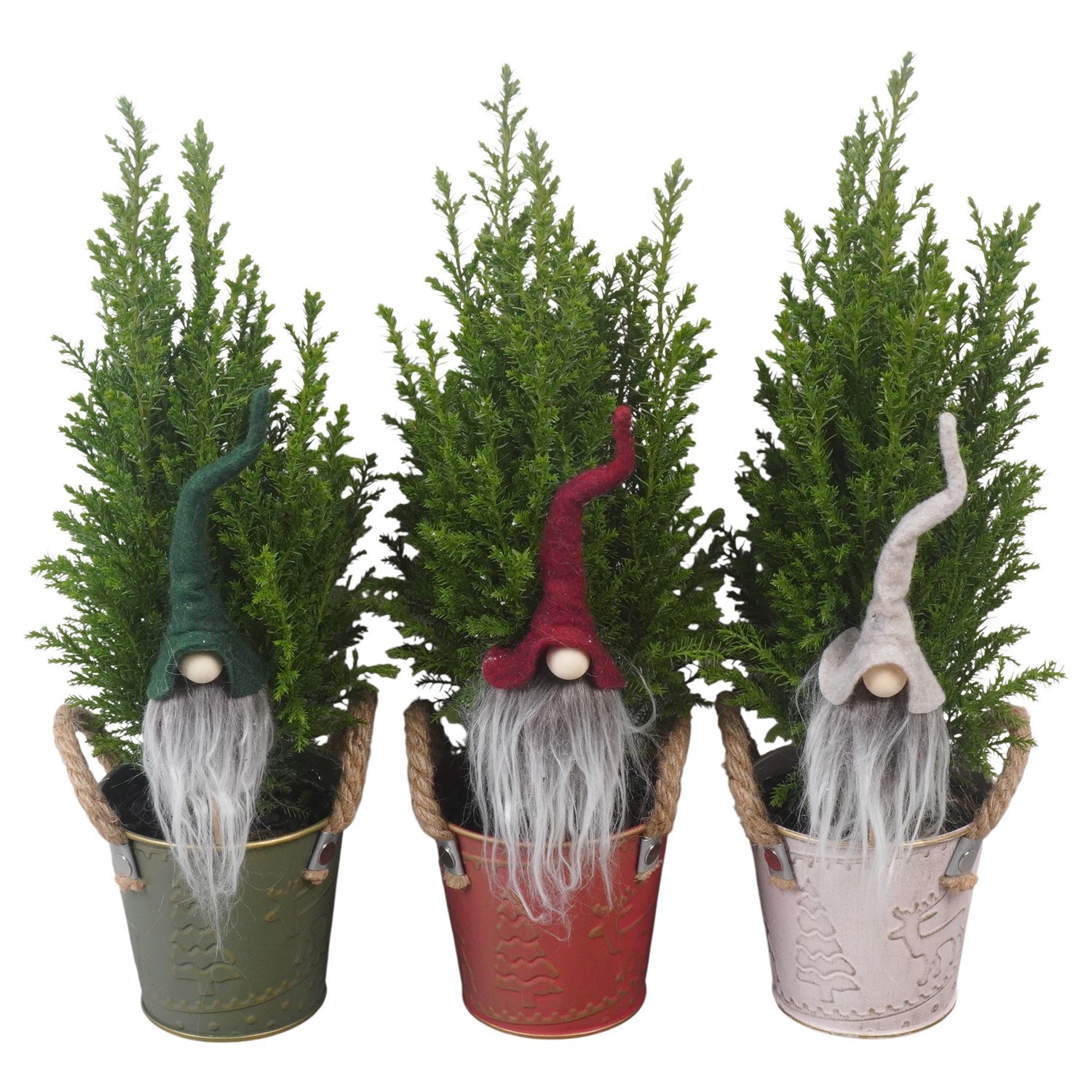 PTK26770 Ellwoodii in zink mix met decoratie, D 10