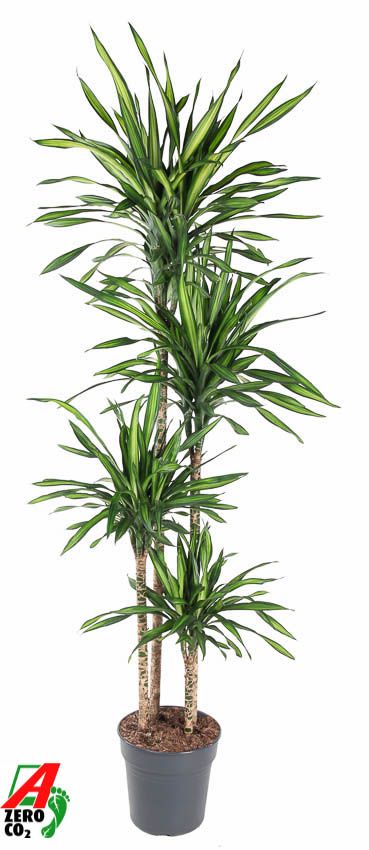 Dracaena Riki 120-90-60-30, D 27