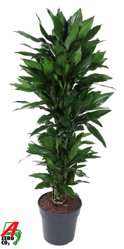 Dracaena Janet Lind vertakt P31, D 31