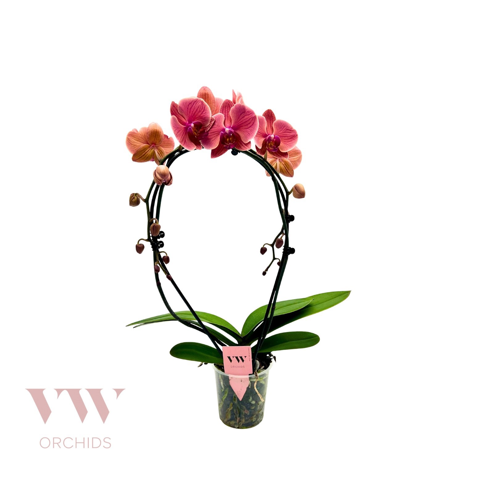 Phalaenopsis Spiegelboog Oranje, D 12