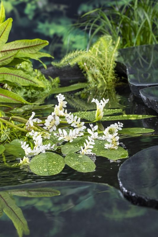 Aponogeton distachyos (3L.), D 18