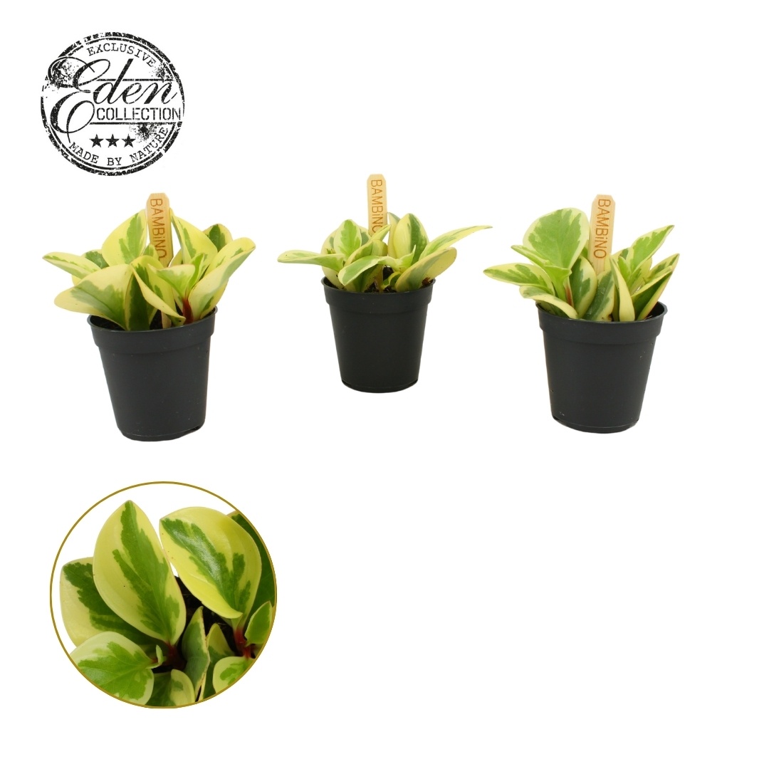 Peperomia Obtipan Bicolor 5,5cm, D 5,5 cm