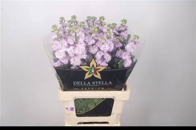 Маттиола од. Айрон Марин 70, шт.