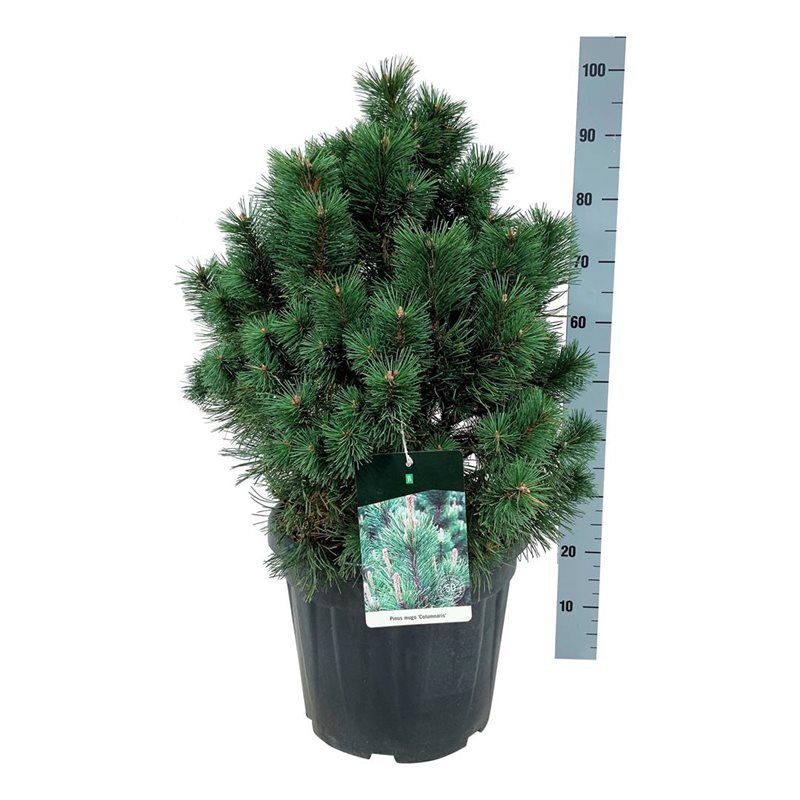 Pinus mugo 'Columnaris', D 40