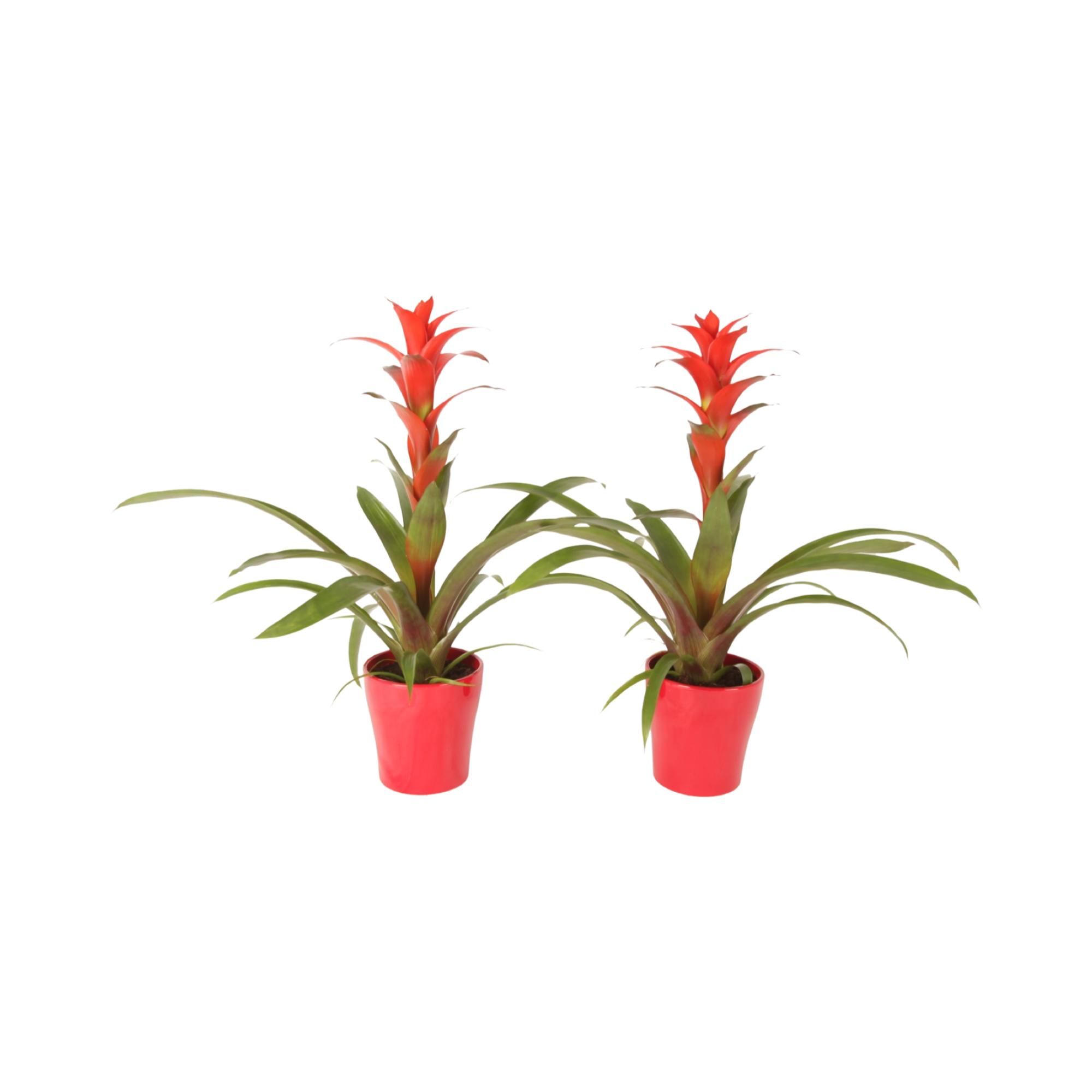 Guzmania Allura in keramiek Anna, D 13 cm