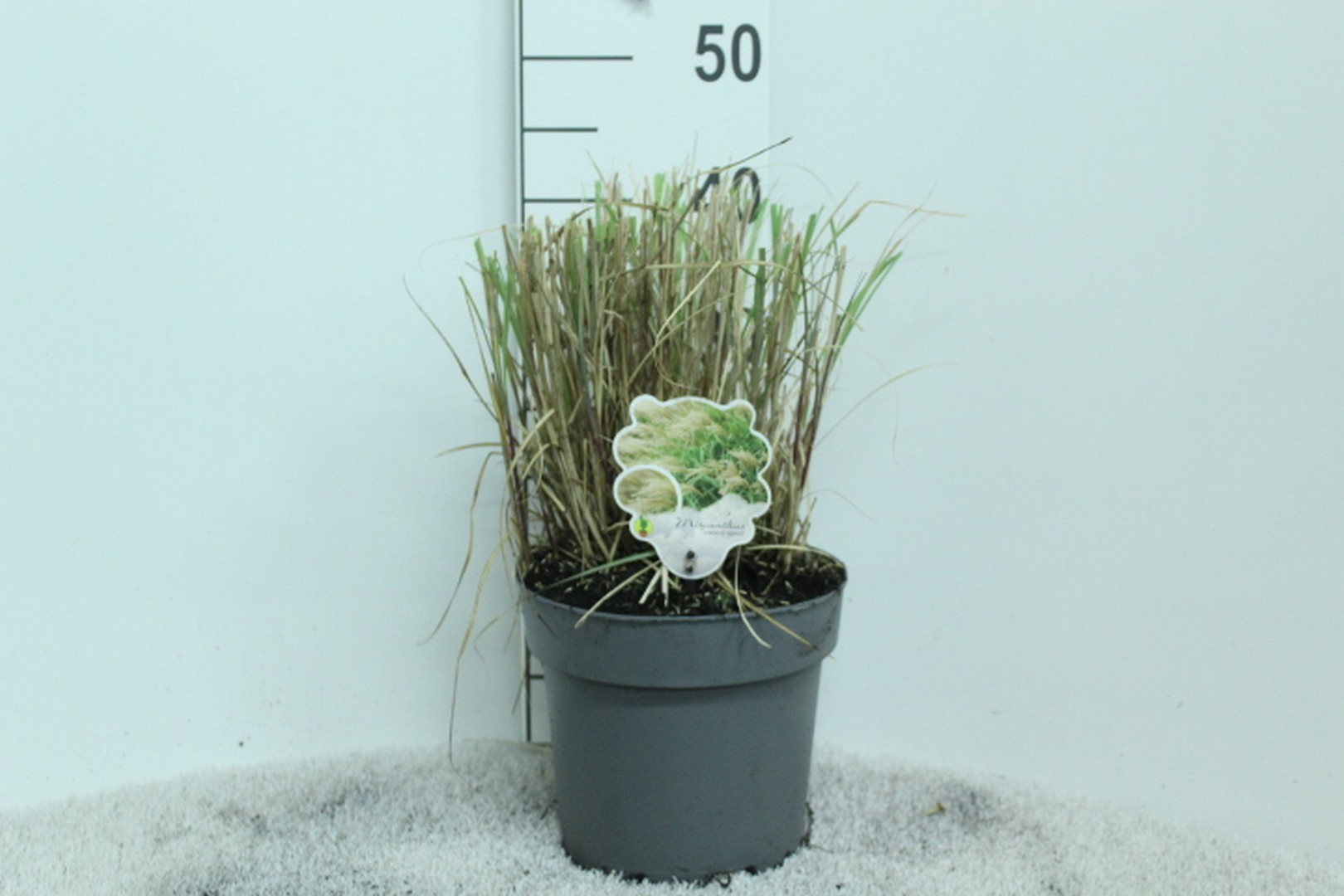 Miscanthus sinensis 'Adagio' P23, D 23