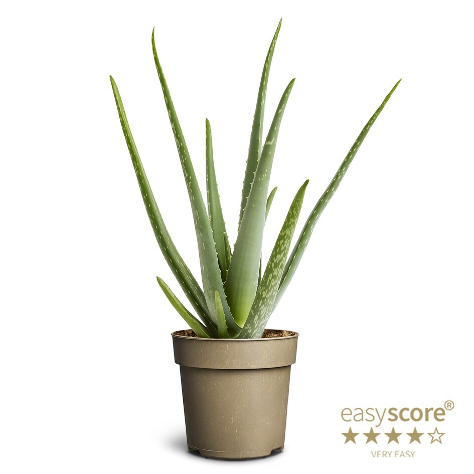 ALOE VERA, D 14 cm