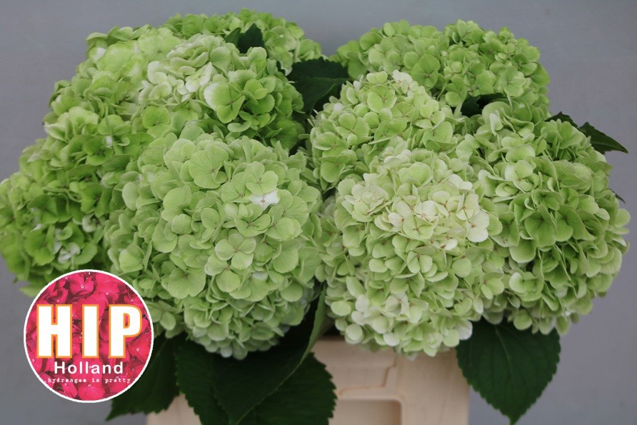 Гортензия Кэннонболл Классик 40, шт.