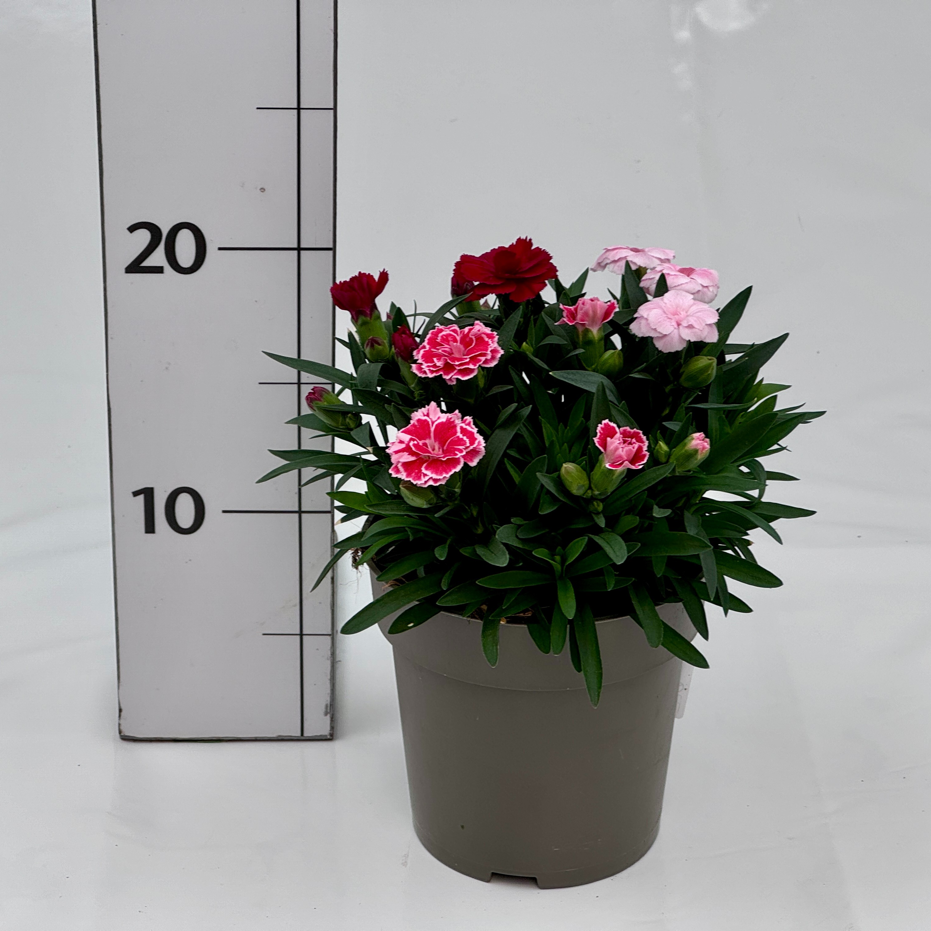 Dianthus caryophyllus Trio, D 12