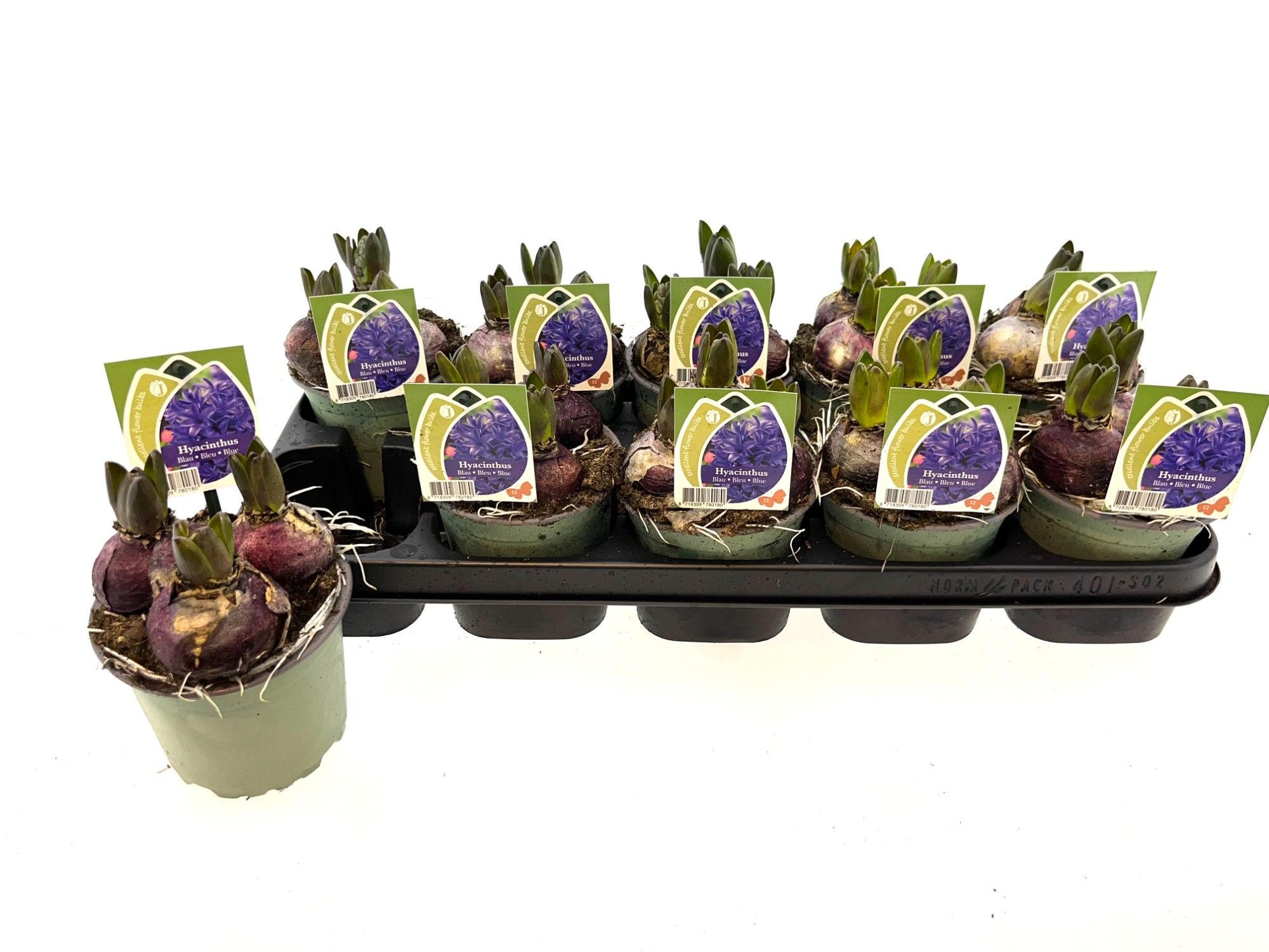 Hyacint blauw 12 cm, D 12