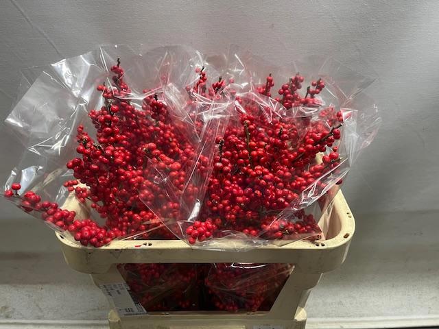 Илекс Красные ягоды 70, шт.