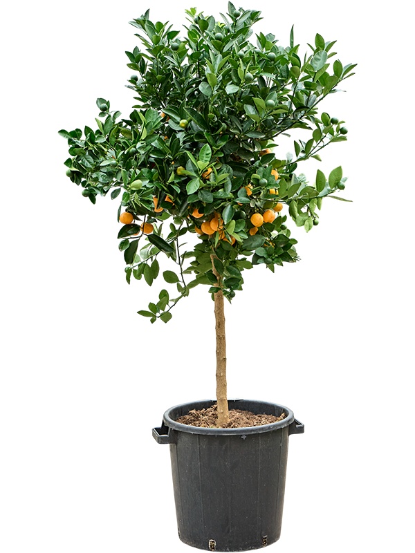 Citrus Calamondin, D 38