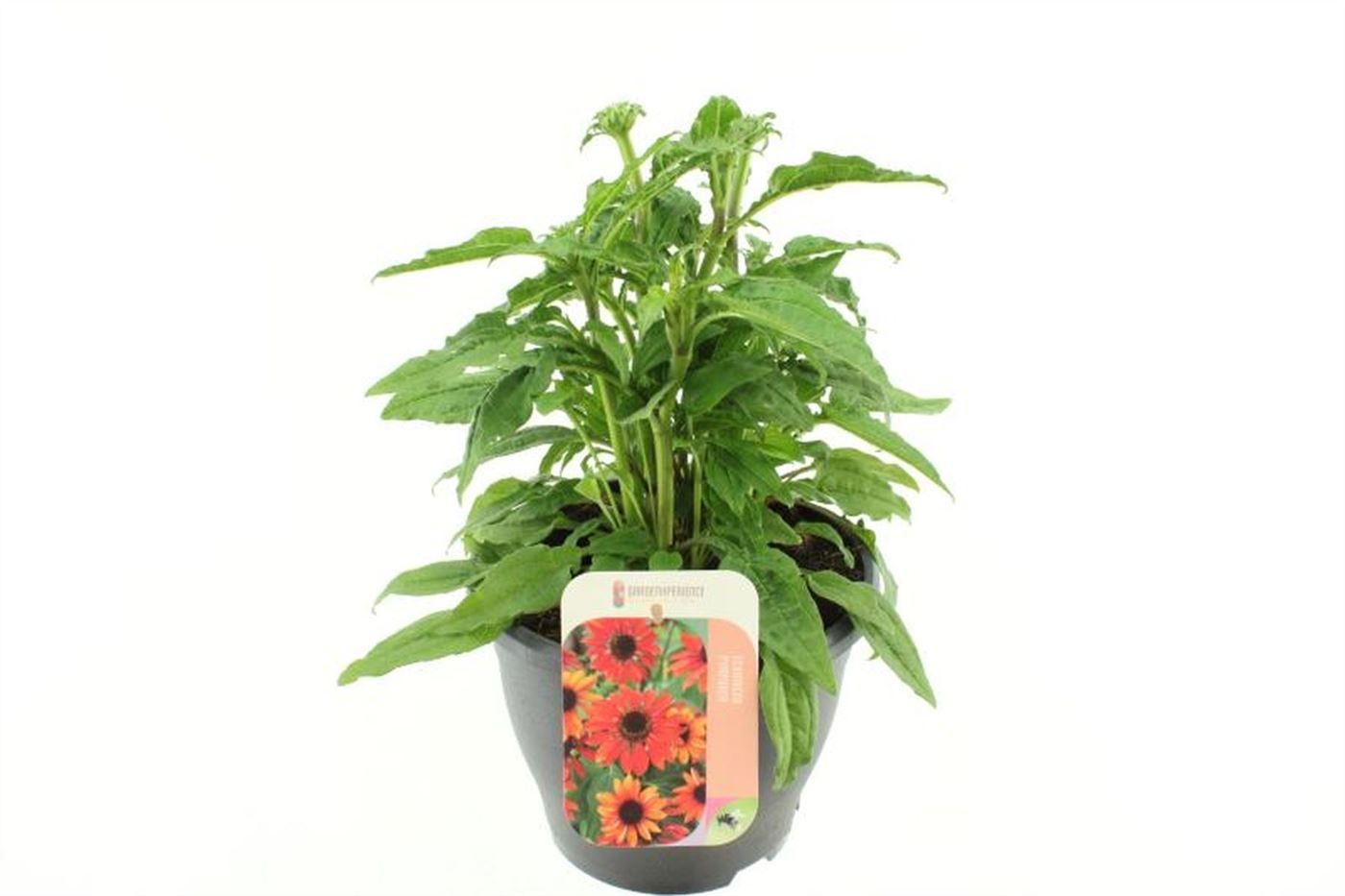 Echinacea hybrida Pearl Red, D 23