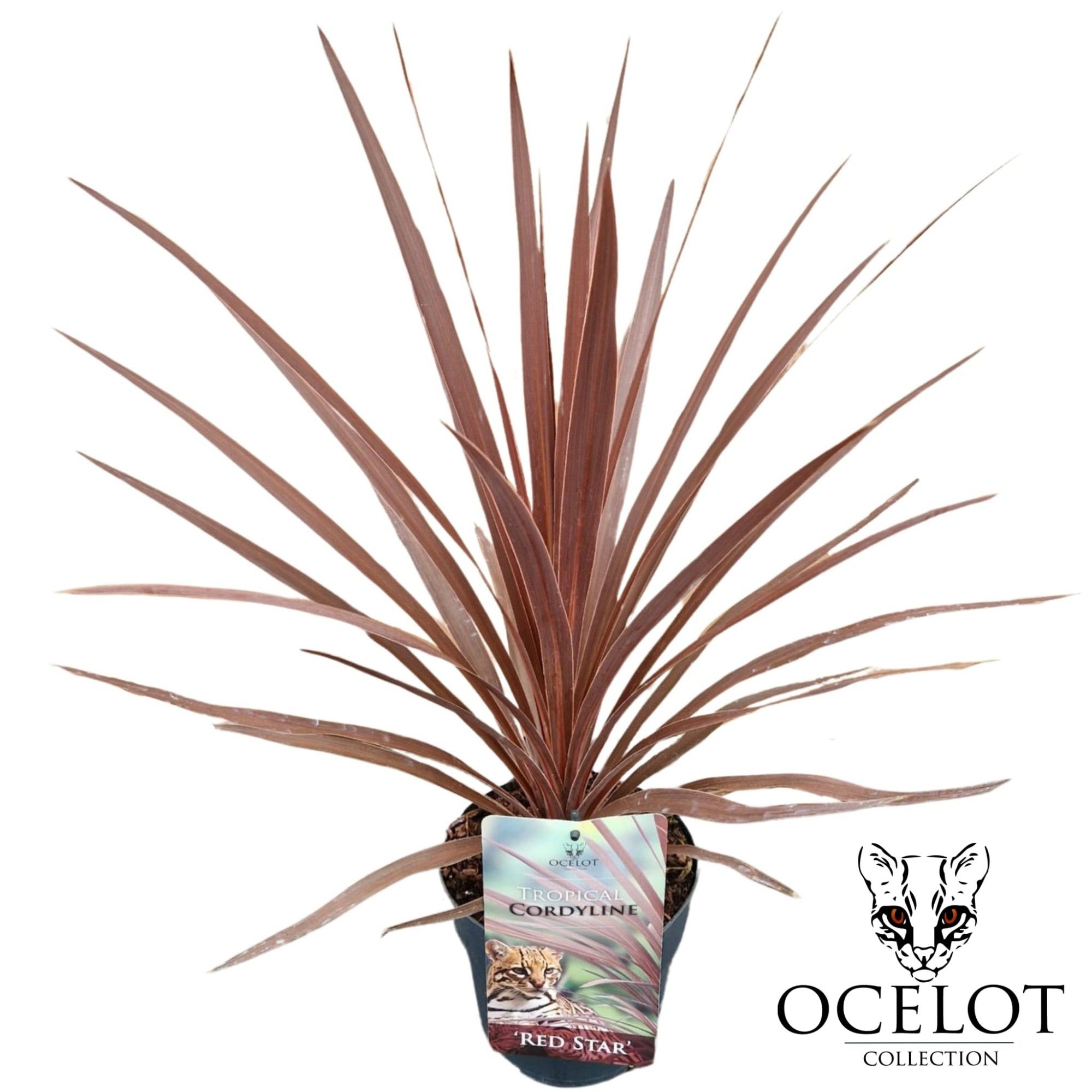 Cordyline australis 'Red Star', D 17