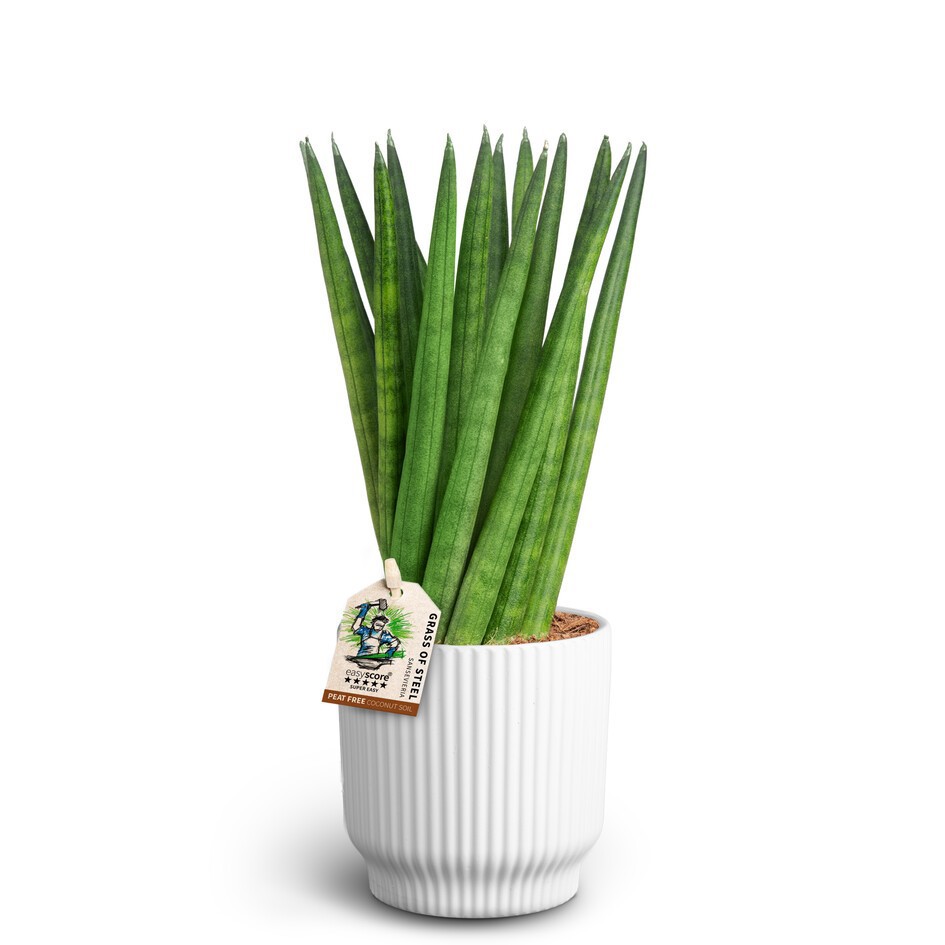SANSEVIERIA CYLINDRICA 40931660 Nordic A Spaghetti, D 10 cm