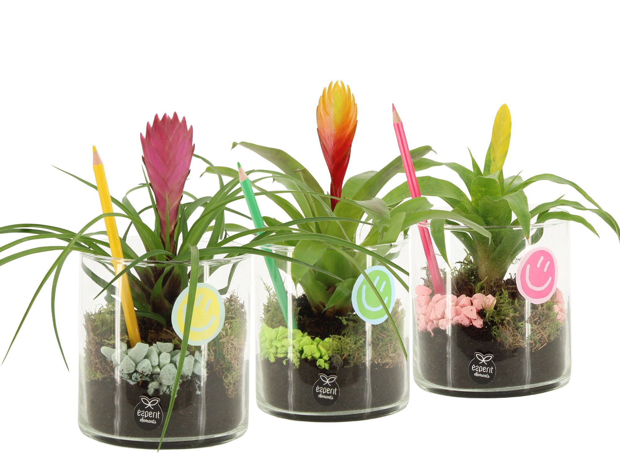 31573: Love school arrangement, D 12