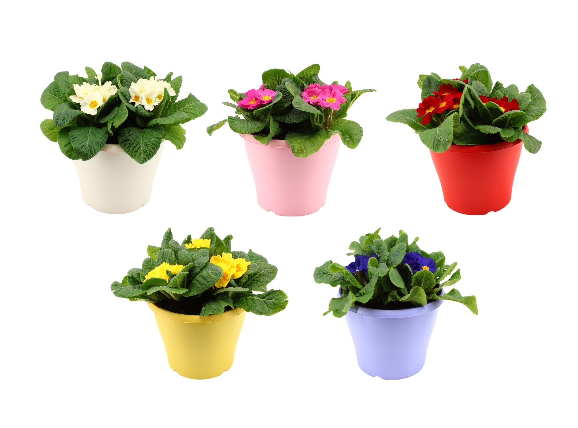 Primula Acaulis in Gemengd 19 cm patio pot, D 19