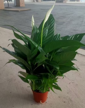 Спатифиллум Фине Вине Грейд Б 12 48