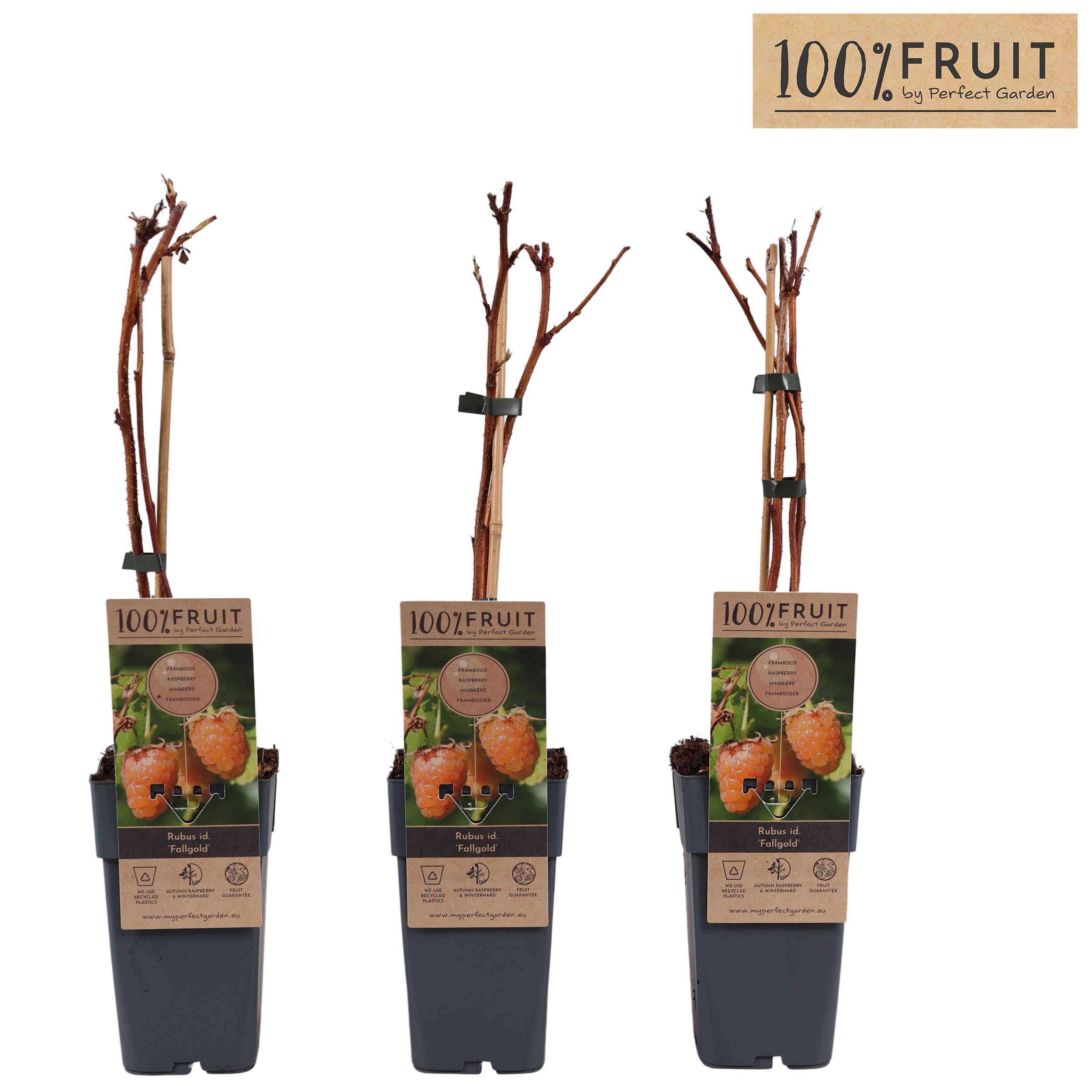 Rubus idaeus Fallgold P15, D 15