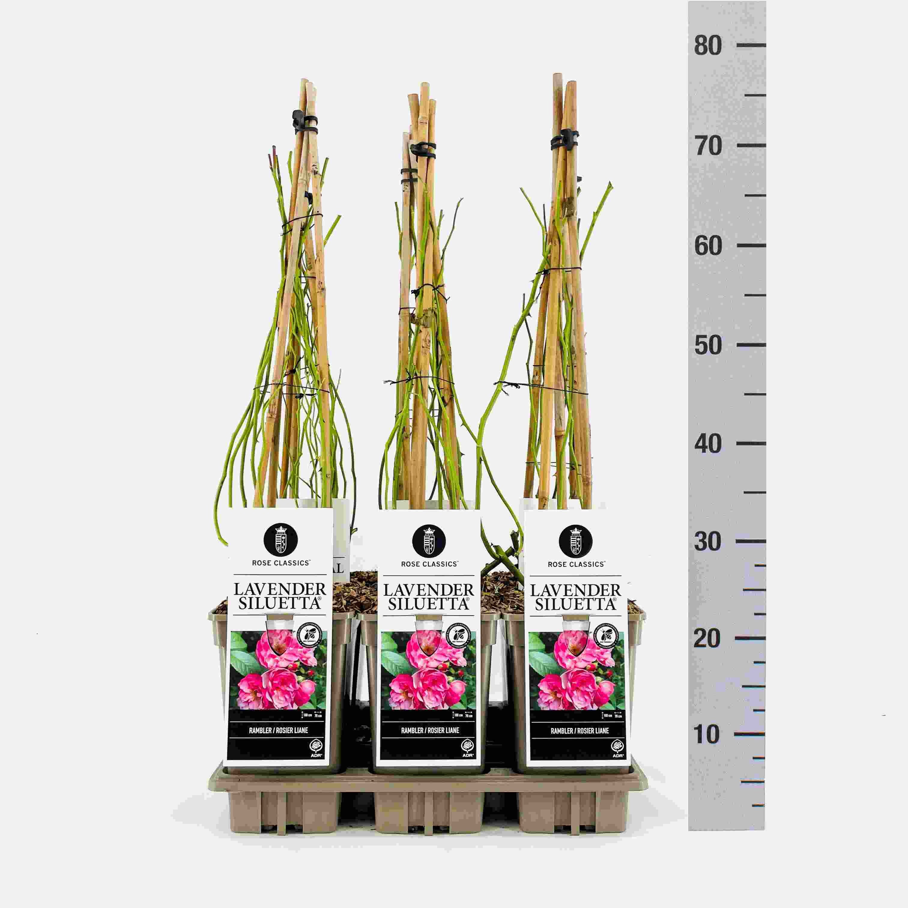 Rose (Rambler) Lavender Siluetta ®, C3, 3 stok 75cm, D 17