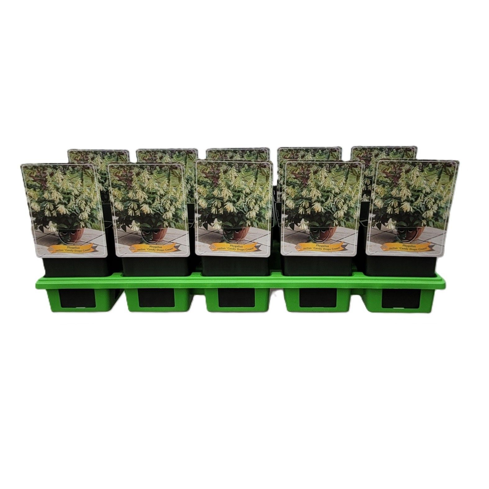 Phygelius rectus 'Candy Drops Cream' P11, D 11 cm