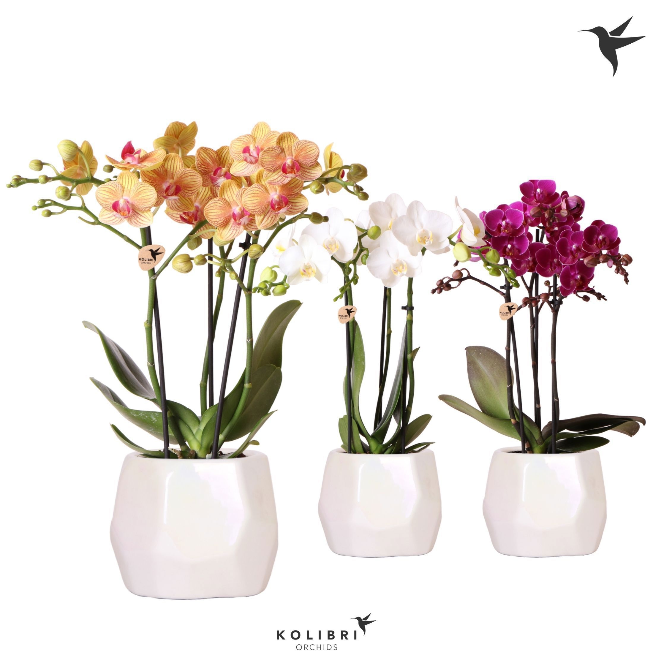 Kolibri Orchids Phalaenopsis mix 3 spike mix in Pearl travertin, D 9