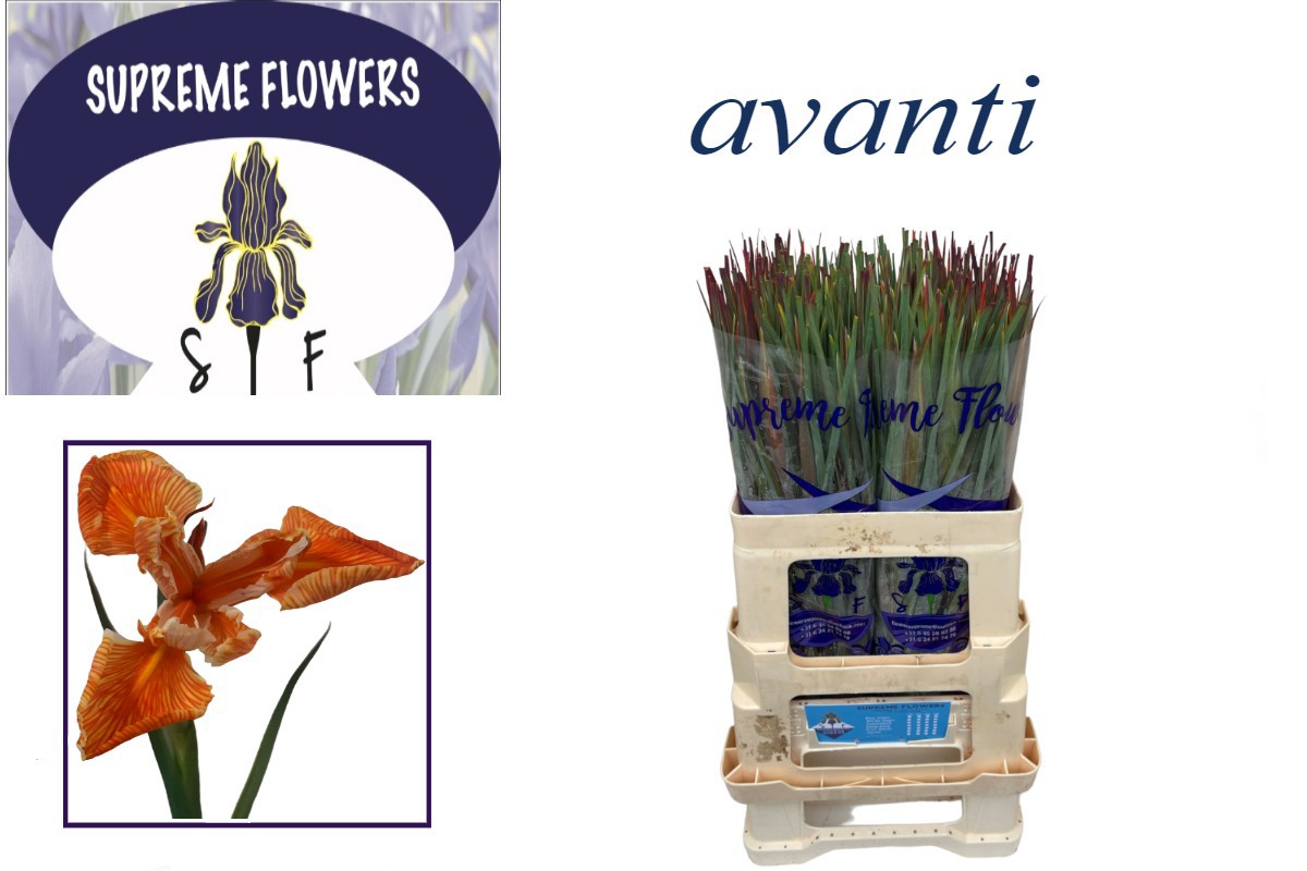 Ирис Овериг, шт.