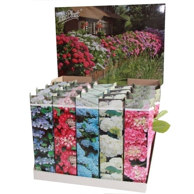 Hortensia mix, D 10,5 cm