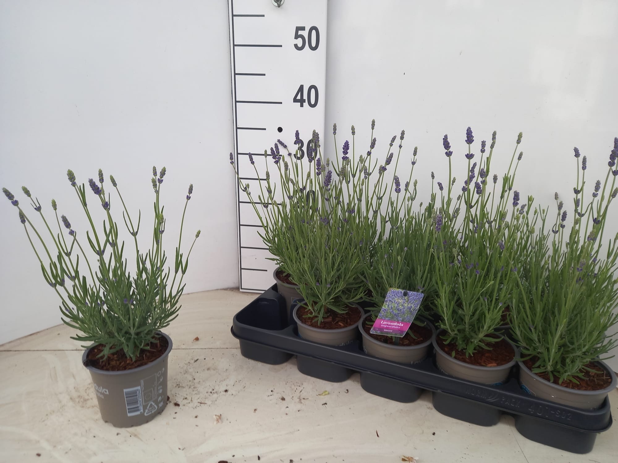 Lavandula angustifolia 'Hidcote', D 12