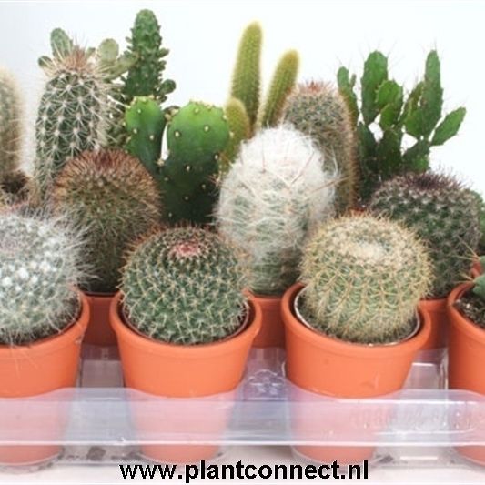 114 Rozenpot cactus 6,5 cm, D 8 cm