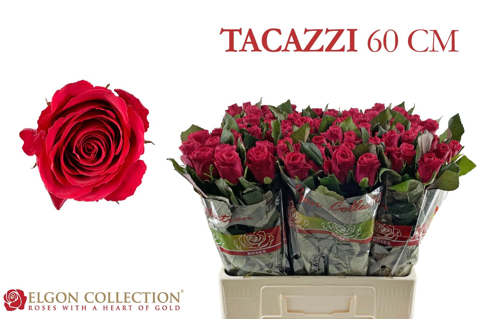 Роза од. Такази+ 60, шт.