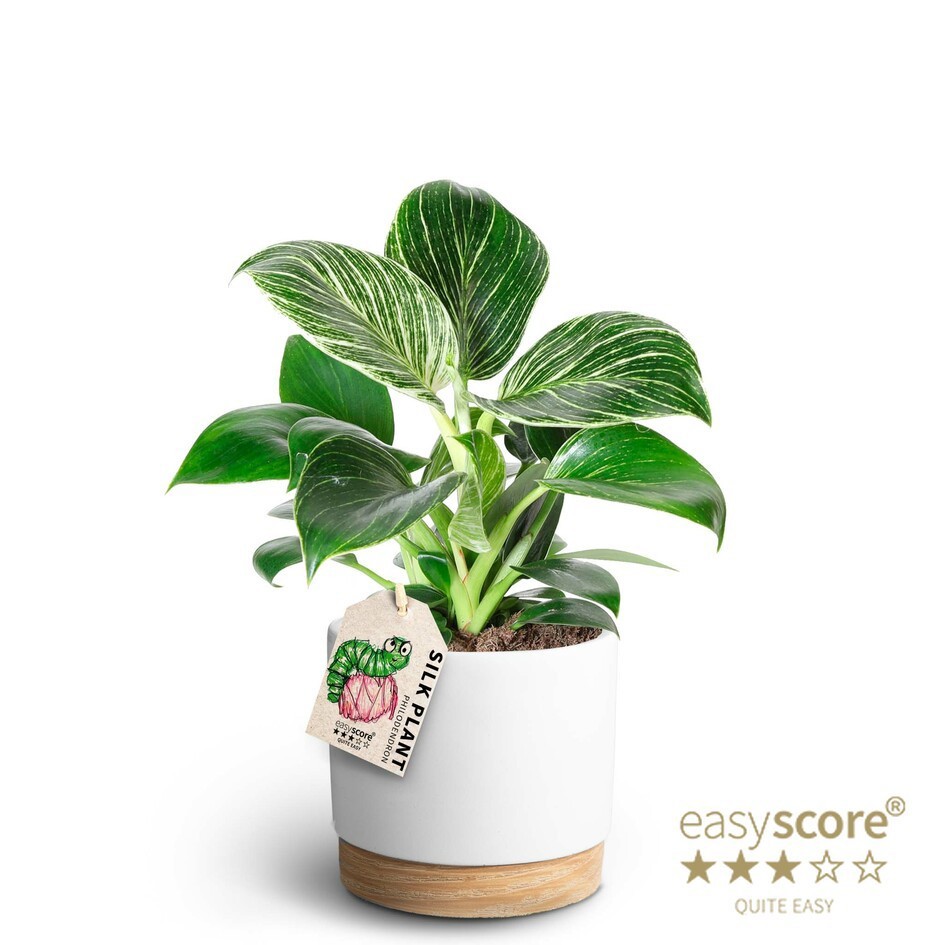 PHILODENDRON-HYBRID 'WHITE MEASURE', D 12 cm