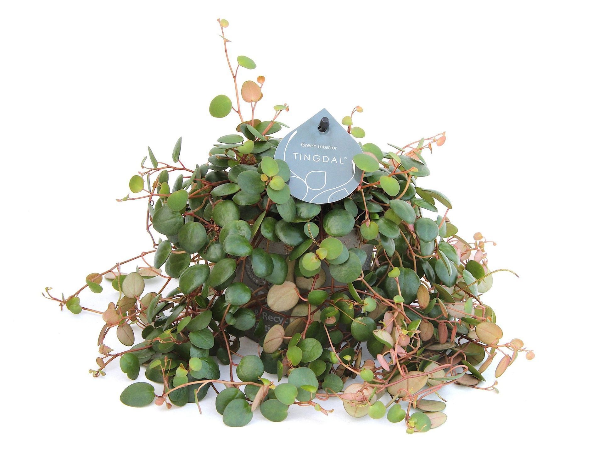 Peperomia Pepperspot 12 cm, D 12