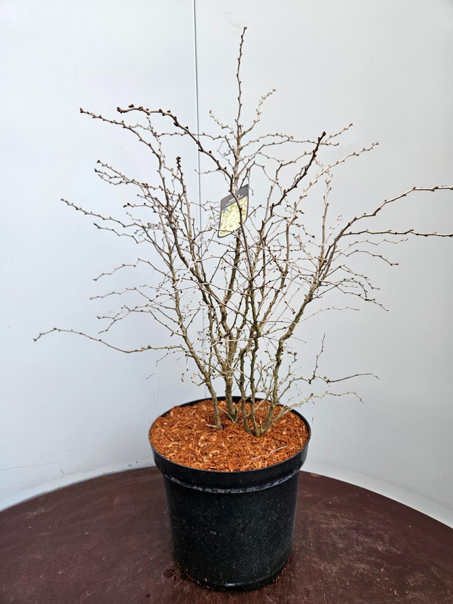 Prunus incisa Kojou no mai C10, D 29