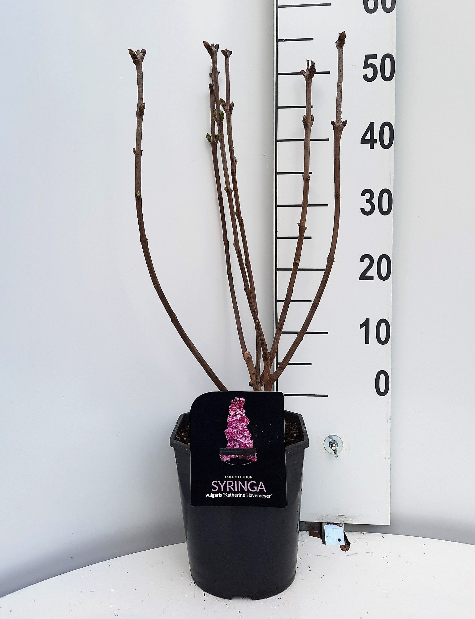 Syringa vulgaris Katherine Havemeyer, D 21