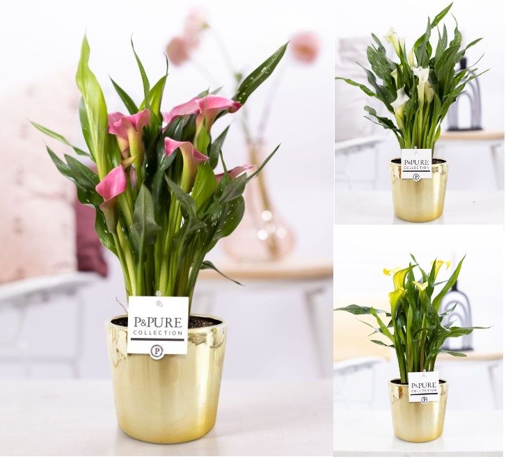 Zantedeschia mix in P&PURE Laryssa ceramics shiny gold, D 12