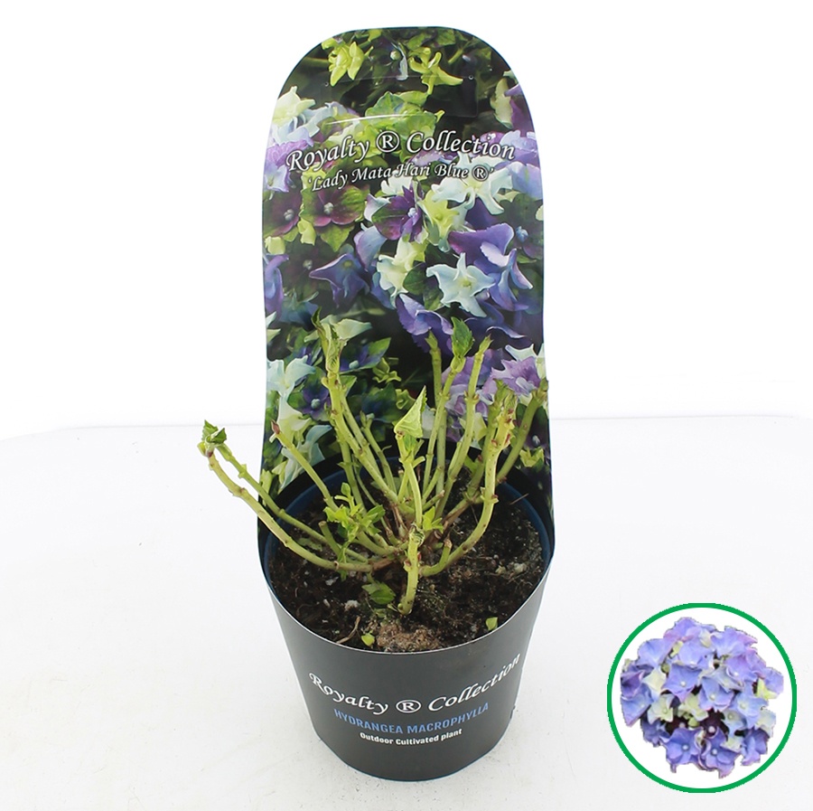 Hydrangea macr. Royalty® 'Lady Mata Hari'® Blauw C2 (17cm.) Potcover, D 17