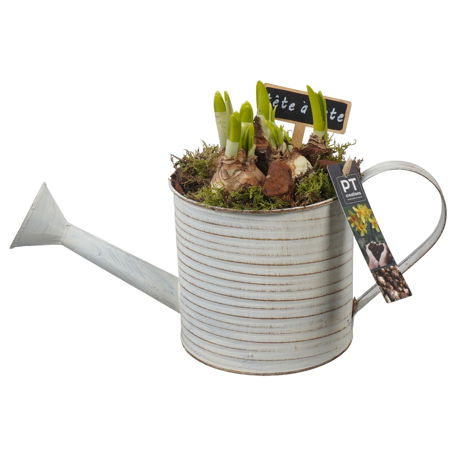 PTN8546 Arrangement Narcissus in zink gieter, D 14
