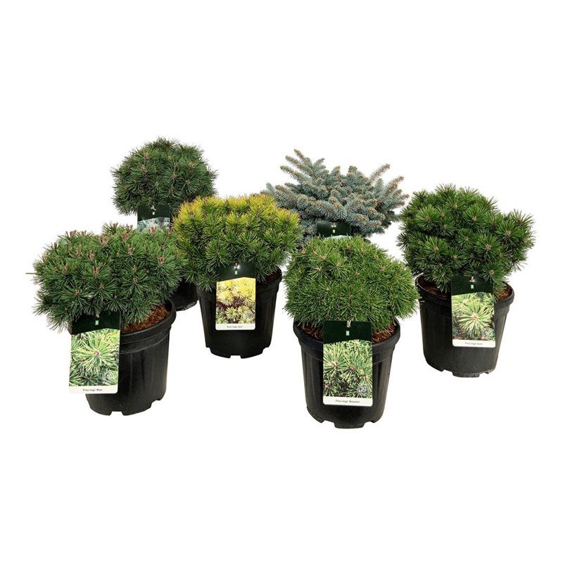 Mixlaag veredelde coniferen exclusief, D 32