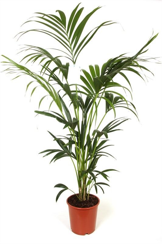 howea BUDGET LIJN, D 27 cm