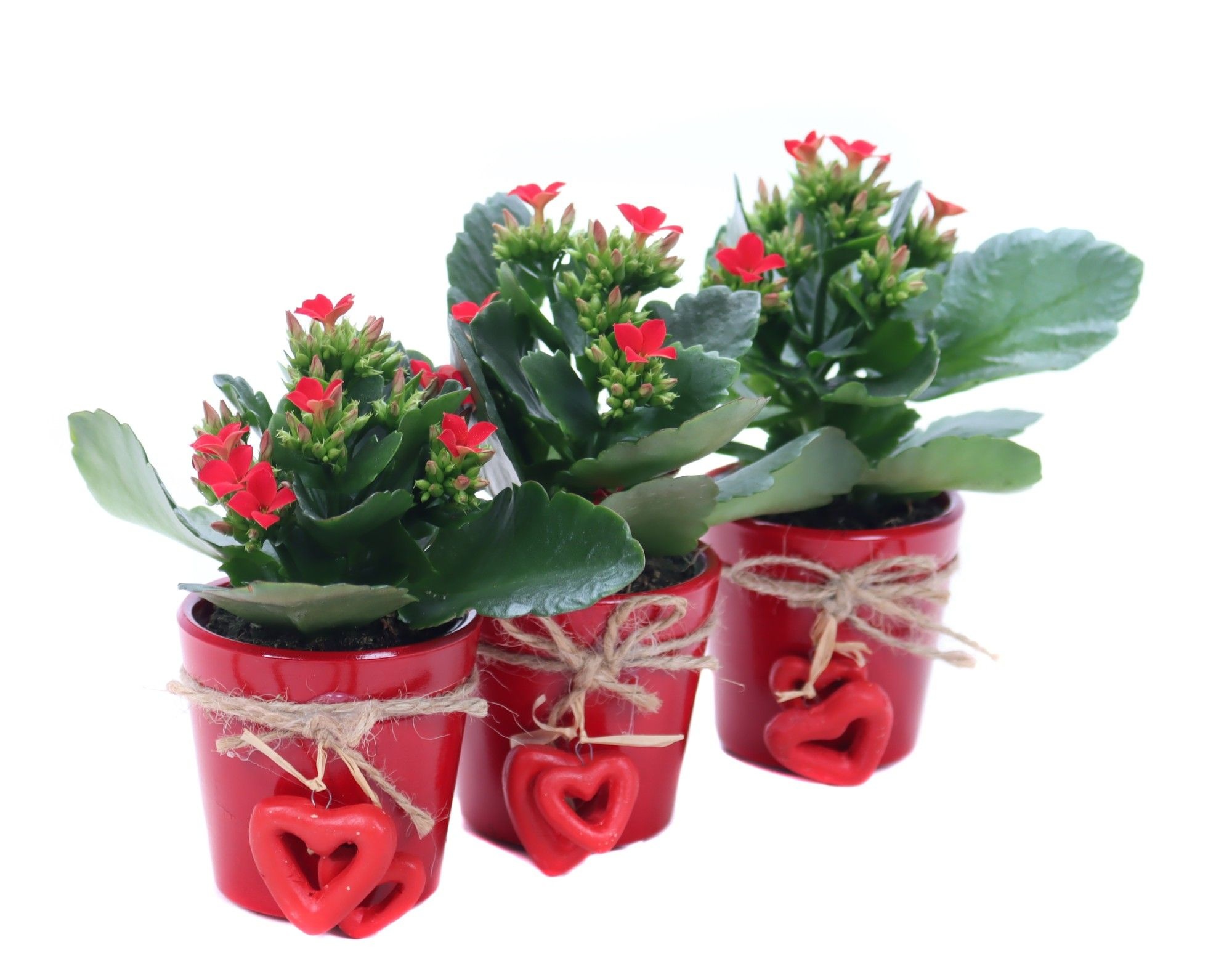 Kalanchoe rood in rode sierpot met hartjes aan touw, D 7