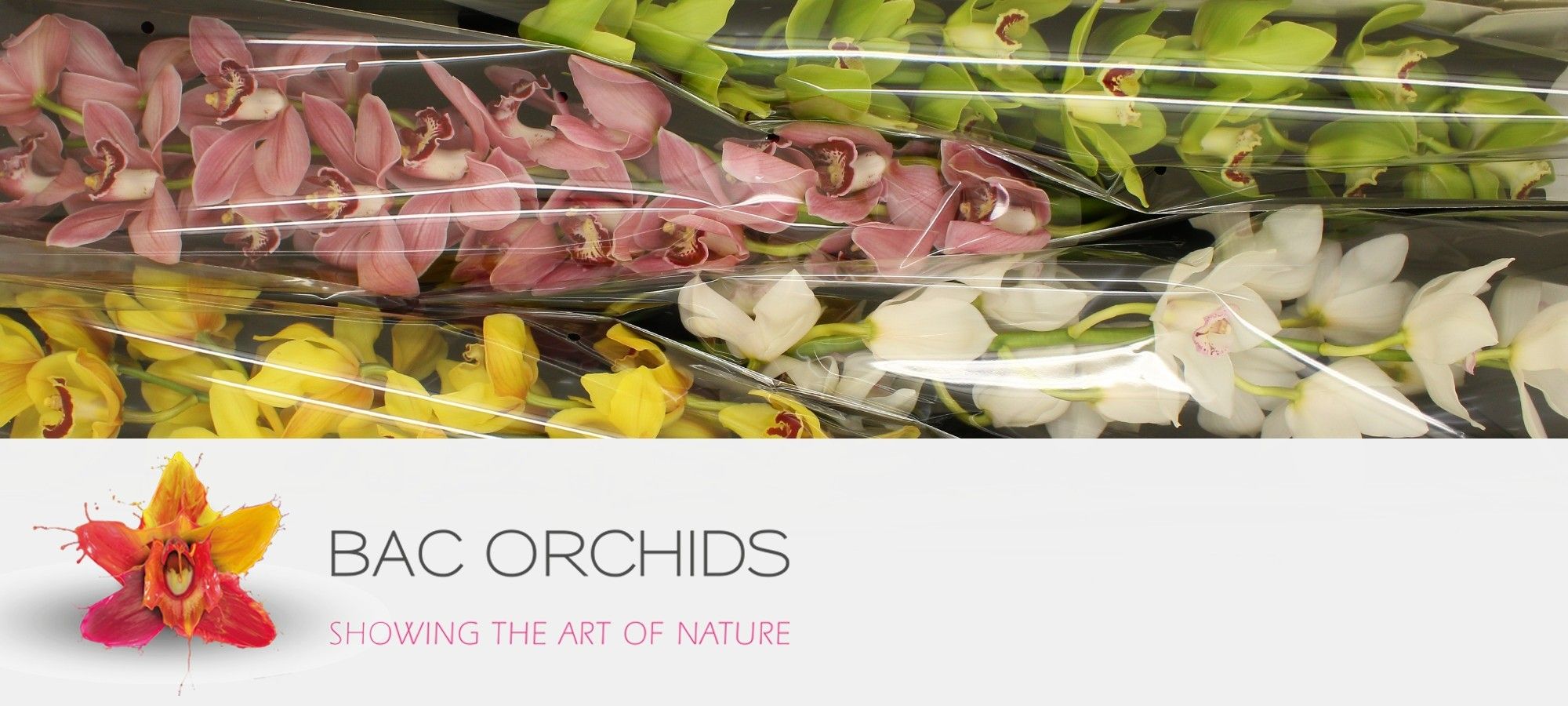 Цимбидиум Микс x4 100, шт.