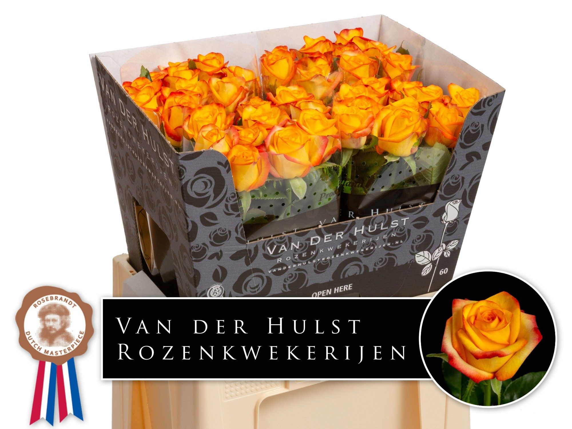 Роза од. Каталунья+ 60, шт.