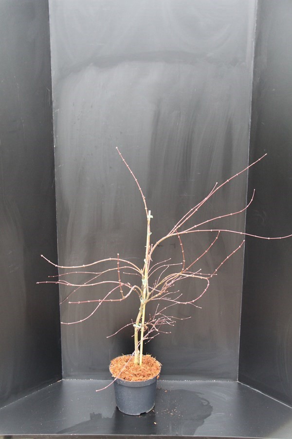 Acer palmatum Garnet, D 26