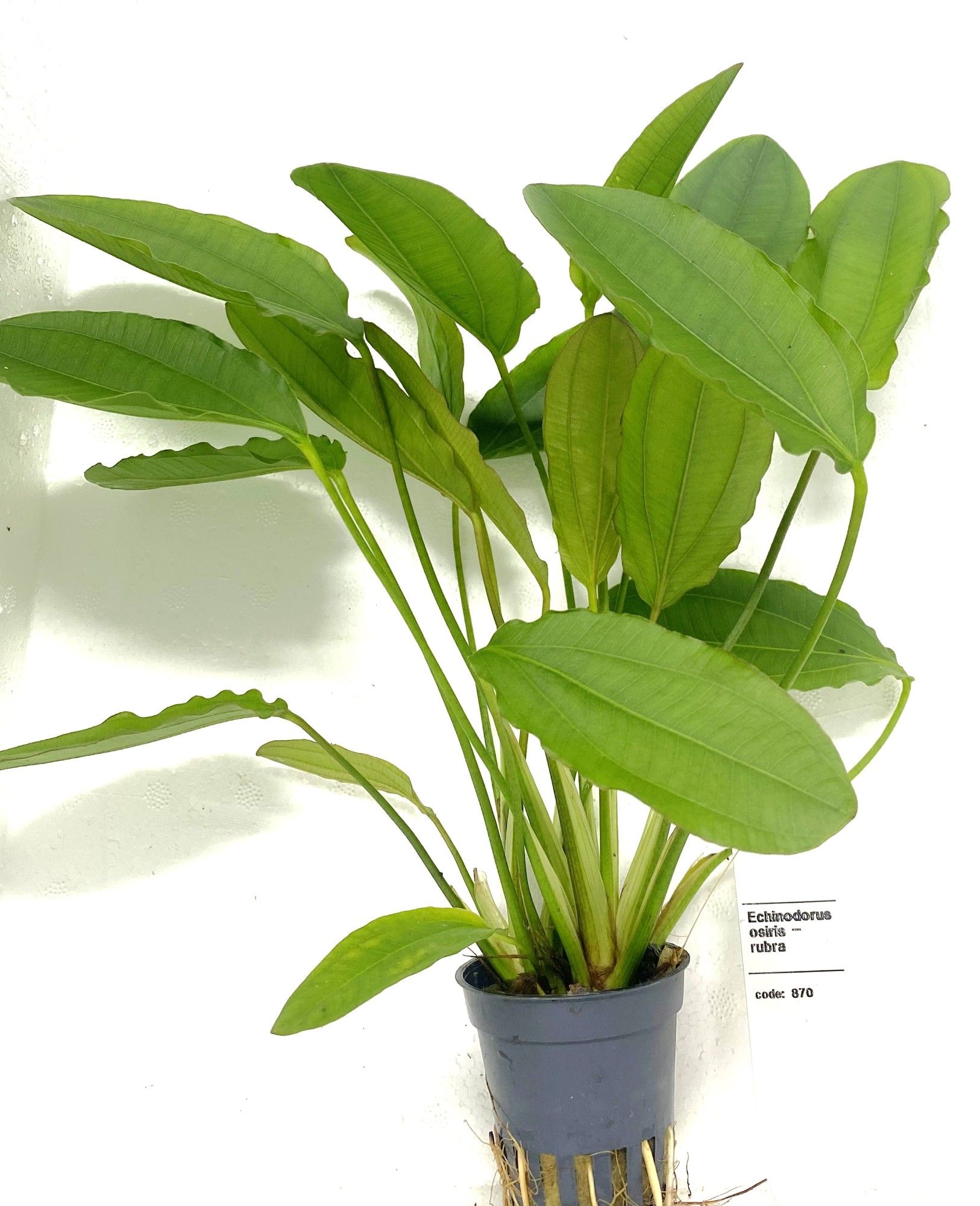 Echinodorus rubra (osirus), D 5