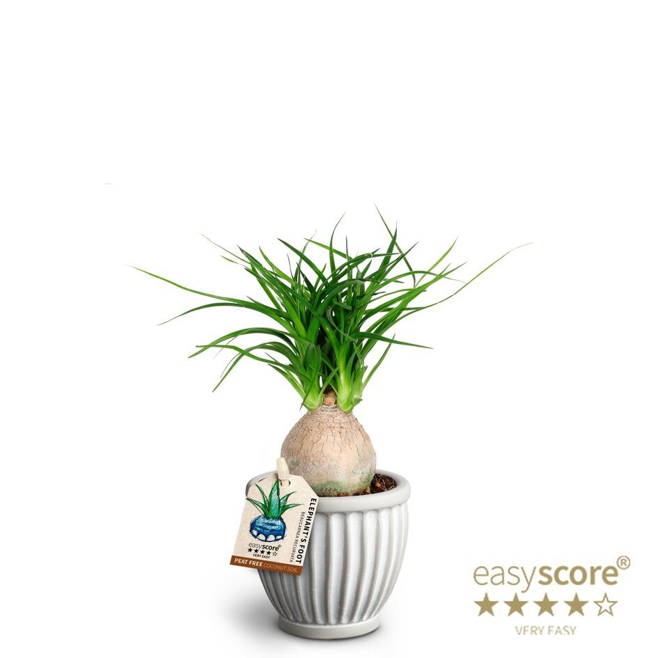 BEAUCARNEA RECURVATA 40603019 Athena, D 7 cm