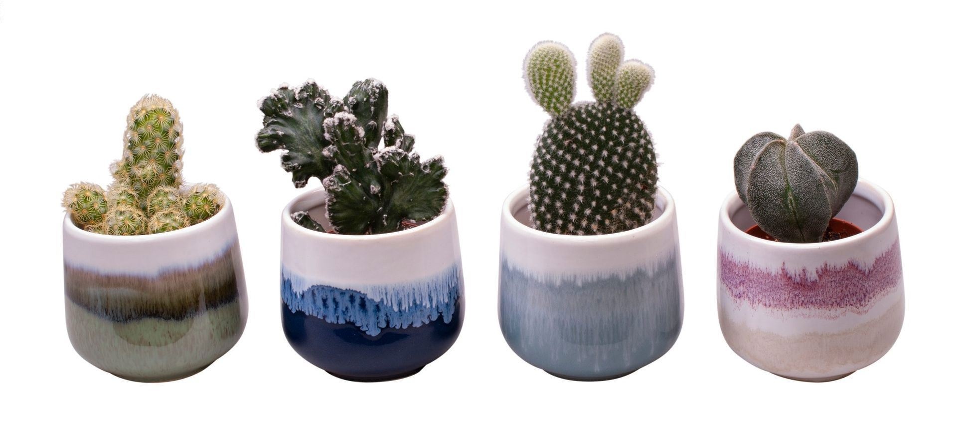 L 639 with Cactus Mix, D 6