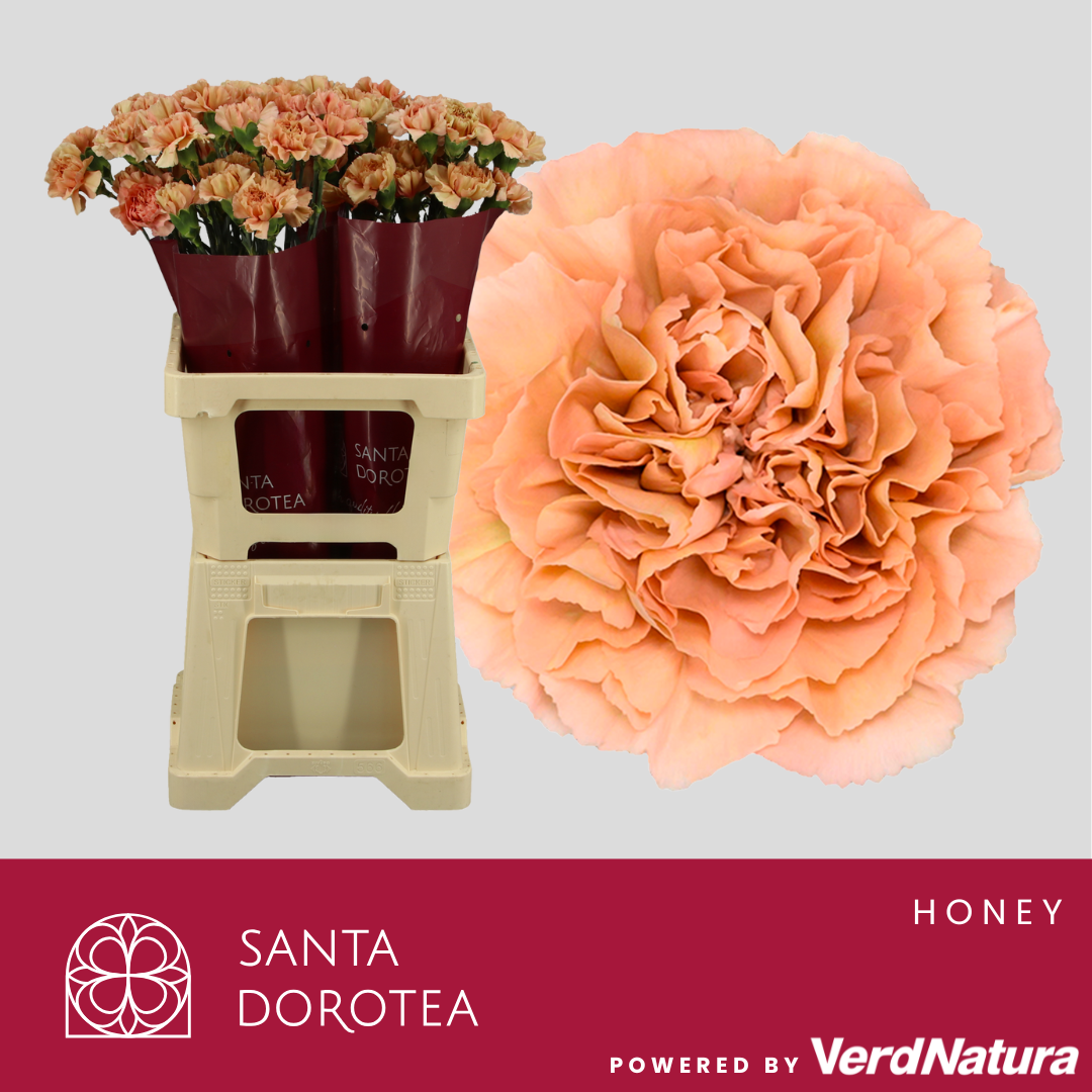 Диантус од. Овериг, шт.