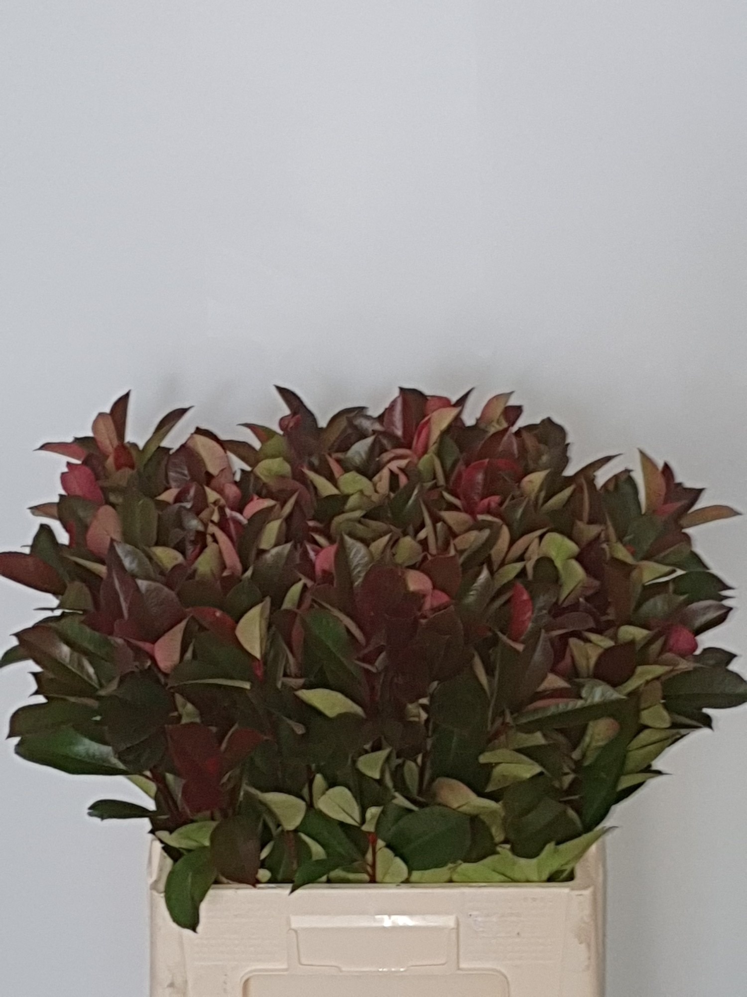 Фотиния Рэд Робин 60, шт.