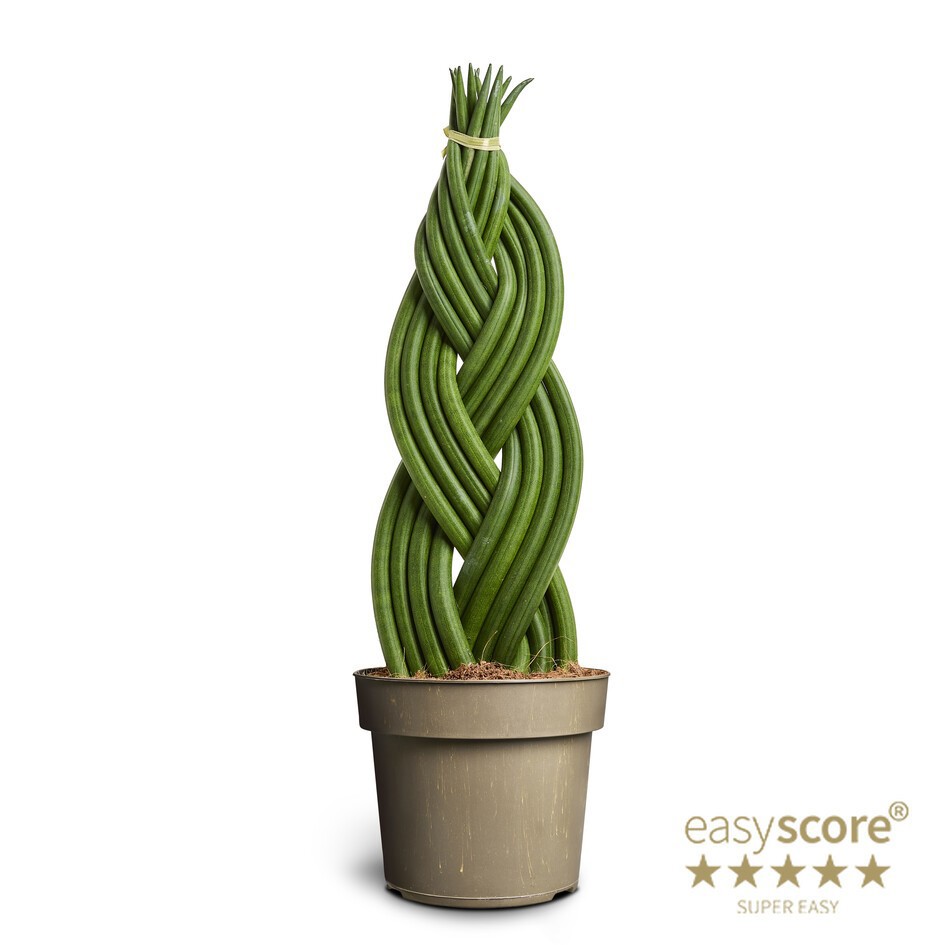 SANSEVIERIA CYLINDRICA Braid, D 17 cm